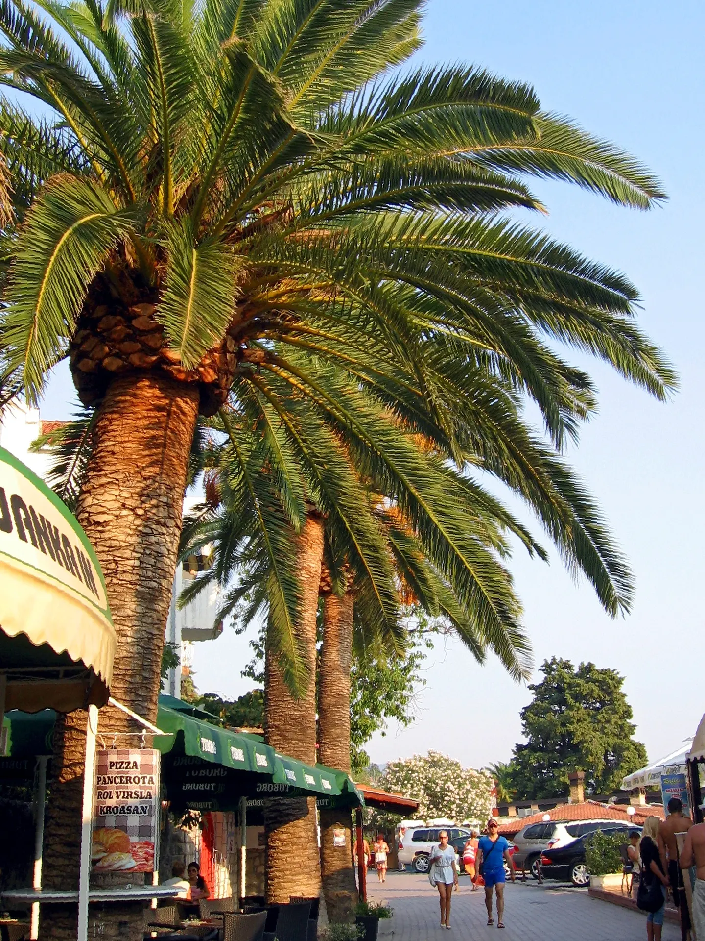 Palm-lined Pet Danica promenade in Herceg Novi